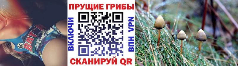 Галлюциногенные грибы Psilocybe  Соль-Илецк 